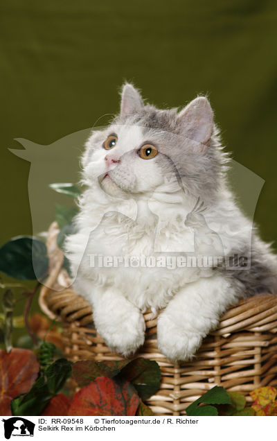 Selkirk Rex im Krbchen / Selkirk Rex in basket / RR-09548