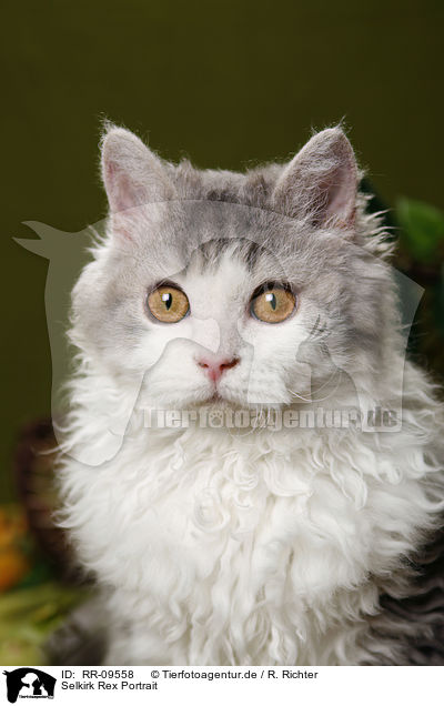 Selkirk Rex Portrait / Selkirk Rex Portrait / RR-09558