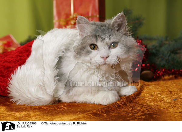 Selkirk Rex / RR-09566