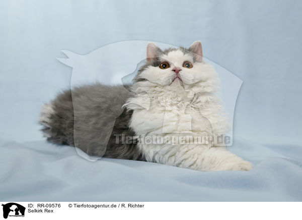 Selkirk Rex / Selkirk Rex / RR-09576