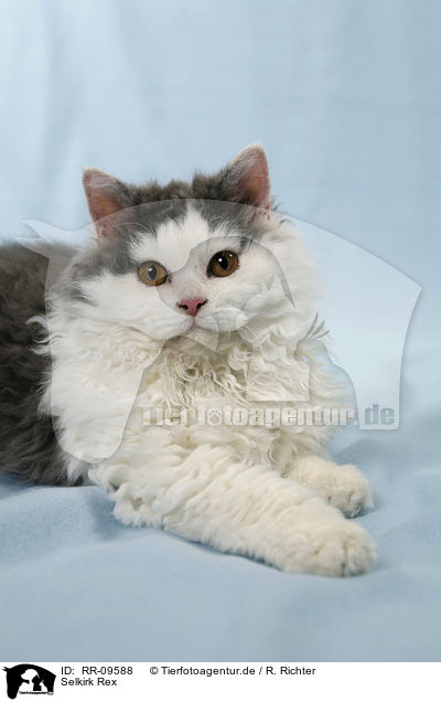 Selkirk Rex / RR-09588