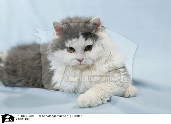 Selkirk Rex / RR-09591
