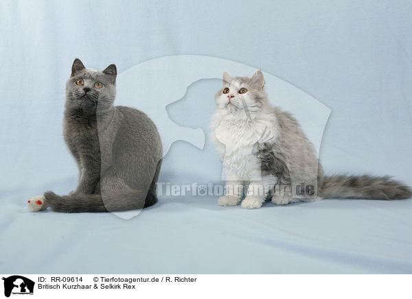 Britisch Kurzhaar & Selkirk Rex / RR-09614