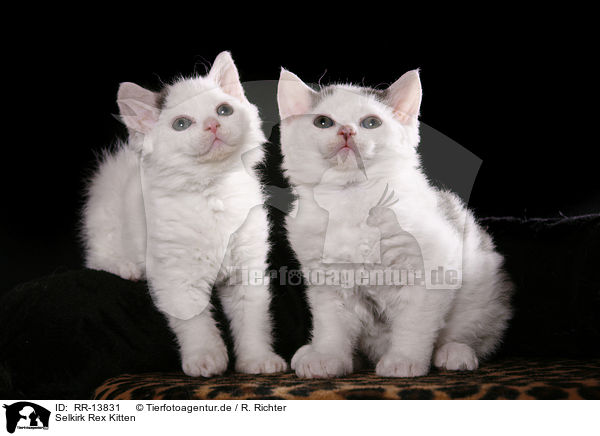 Selkirk Rex Kitten / RR-13831