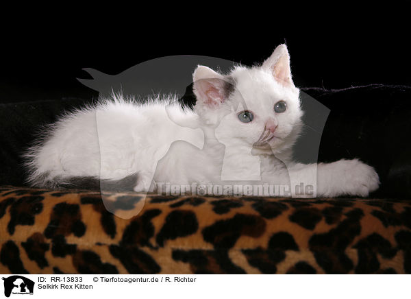 Selkirk Rex Kitten / Selkirk Rex Kitten / RR-13833