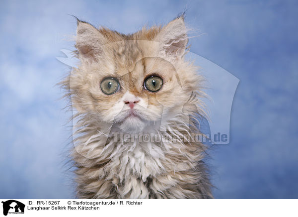 Langhaar Selkirk Rex Ktzchen / Selkirk Rex Kitten / RR-15267