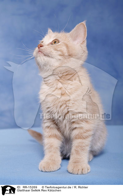 Glatthaar Selkirk Rex Ktzchen / RR-15269