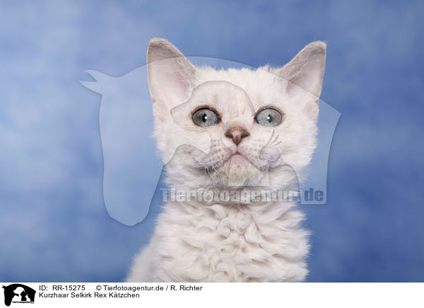 Kurzhaar Selkirk Rex Ktzchen / Selkirk Rex Kitten / RR-15275