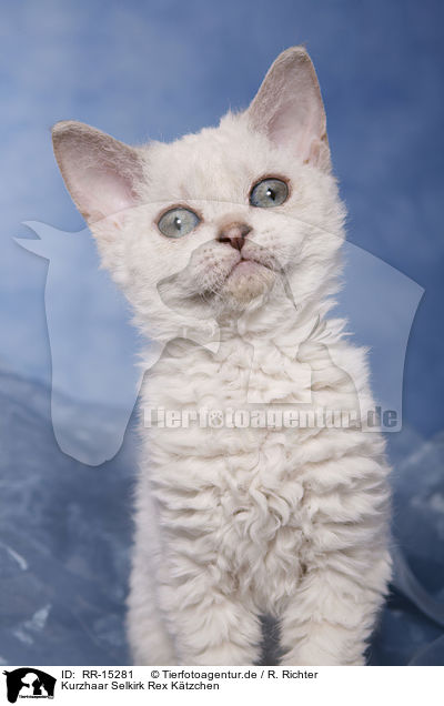 Kurzhaar Selkirk Rex Ktzchen / Selkirk Rex Kitten / RR-15281