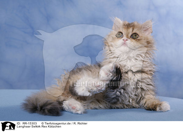 Langhaar Selkirk Rex Ktzchen / Selkirk Rex Kitten / RR-15303