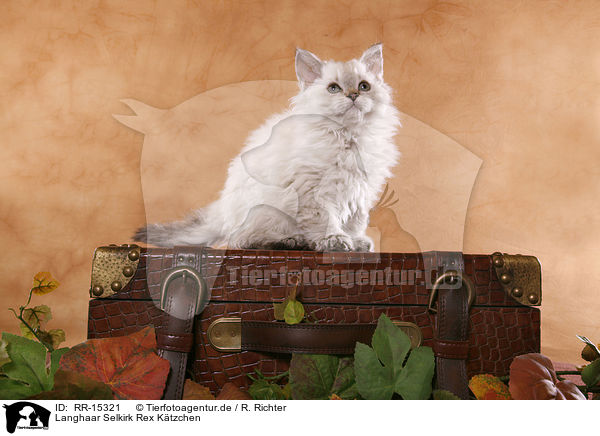 Langhaar Selkirk Rex K�tzchen / Selkirk Rex Kitten / RR-15321
