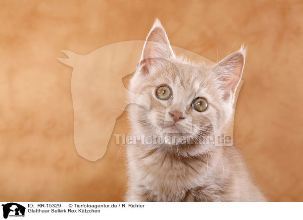 Glatthaar Selkirk Rex K�tzchen / Selkirk Rex Kitten / RR-15329