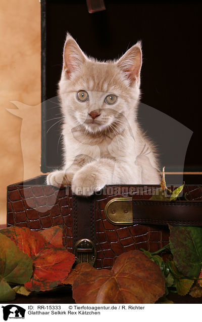 Glatthaar Selkirk Rex Ktzchen / Selkirk Rex Kitten / RR-15333