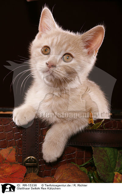 Glatthaar Selkirk Rex Ktzchen / Selkirk Rex Kitten / RR-15336
