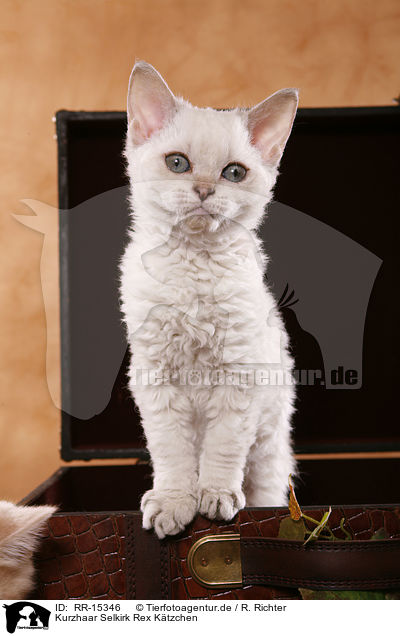 Kurzhaar Selkirk Rex Ktzchen / Selkirk Rex Kitten / RR-15346