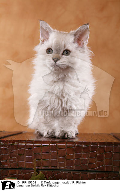 Langhaar Selkirk Rex Ktzchen / RR-15354