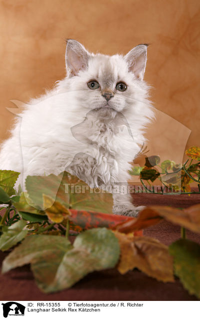 Langhaar Selkirk Rex Ktzchen / RR-15355