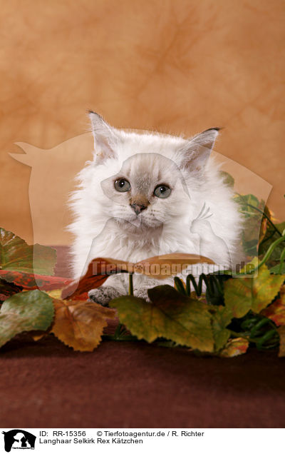 Langhaar Selkirk Rex Ktzchen / RR-15356