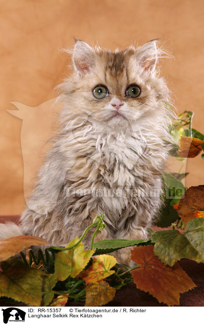 Langhaar Selkirk Rex Ktzchen / Selkirk Rex Kitten / RR-15357