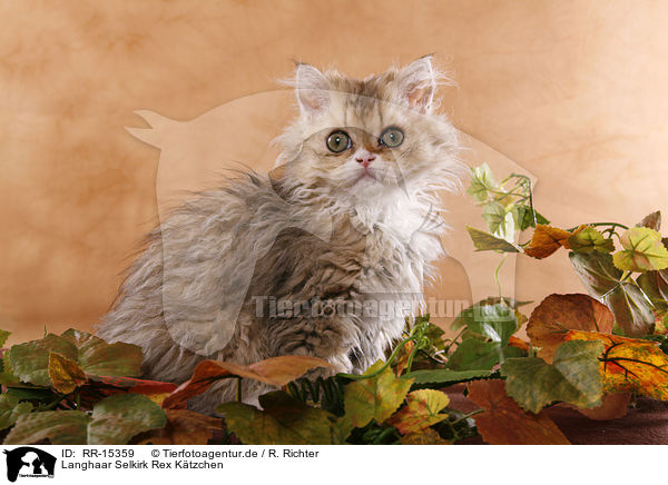 Langhaar Selkirk Rex Ktzchen / Selkirk Rex Kitten / RR-15359