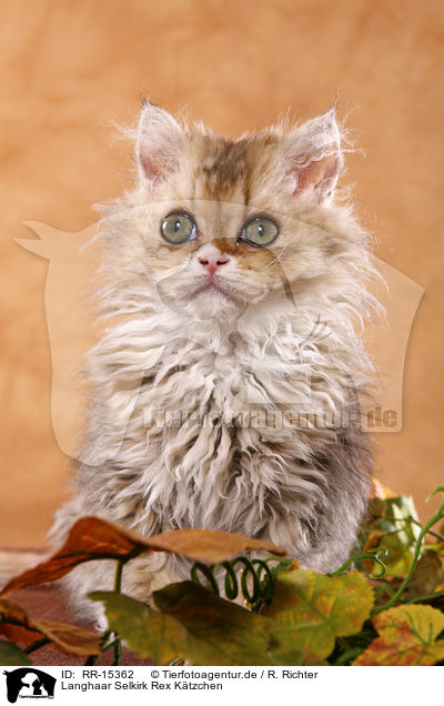 Langhaar Selkirk Rex Ktzchen / RR-15362