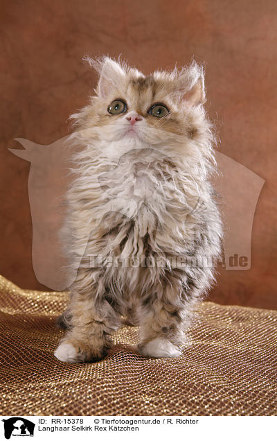 Langhaar Selkirk Rex Ktzchen / RR-15378