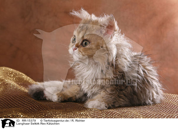 Langhaar Selkirk Rex Ktzchen / RR-15379