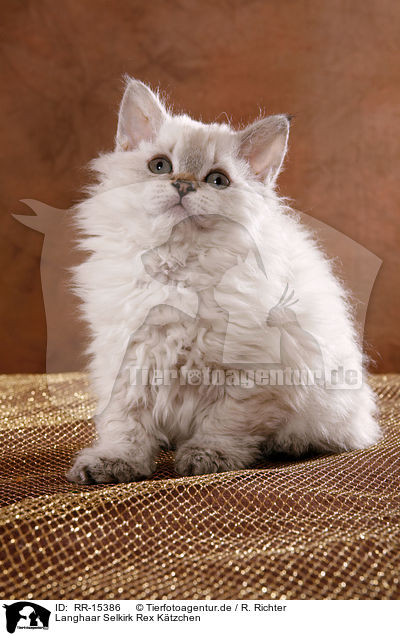 Langhaar Selkirk Rex Ktzchen / RR-15386