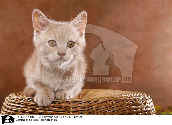 Glatthaar Selkirk Rex Ktzchen / Selkirk Rex Kitten / RR-15406