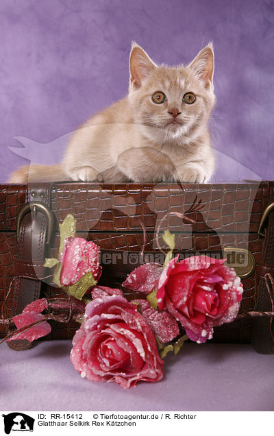 Glatthaar Selkirk Rex Ktzchen / Selkirk Rex Kitten / RR-15412