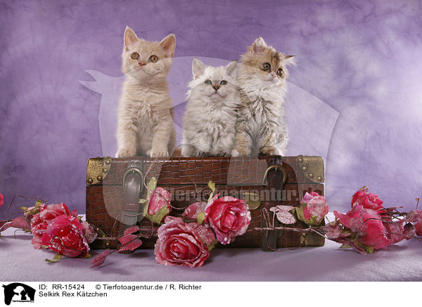 Selkirk Rex Ktzchen / Selkirk Rex Kitten / RR-15424