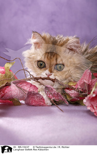 Langhaar Selkirk Rex Ktzchen / Selkirk Rex Kitten / RR-15437