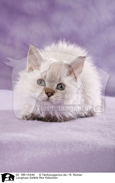Langhaar Selkirk Rex Ktzchen / Selkirk Rex Kitten / RR-15446