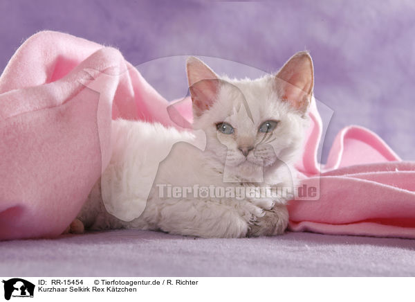 Kurzhaar Selkirk Rex Ktzchen / Selkirk Rex Kitten / RR-15454