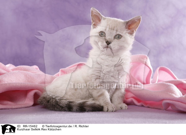 Kurzhaar Selkirk Rex Ktzchen / Selkirk Rex Kitten / RR-15462