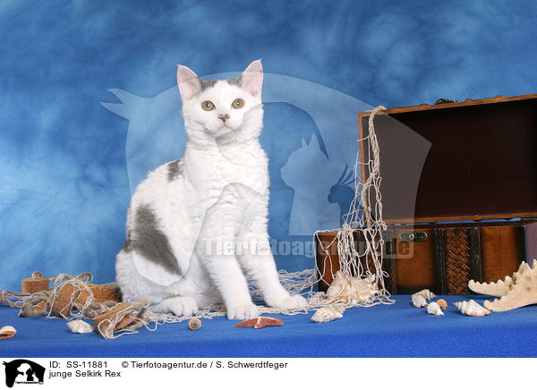junge Selkirk Rex / young Selkirk Rex / SS-11881