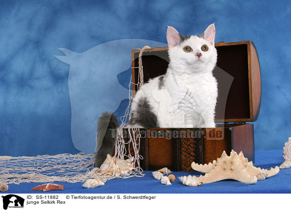 junge Selkirk Rex / young Selkirk Rex / SS-11882