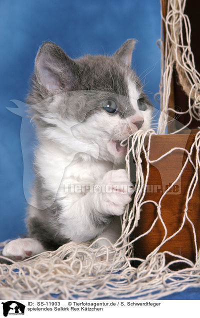 spielendes Selkirk Rex Ktzchen / playing Selkirk Rex kitten / SS-11903