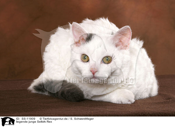 liegende junge Selkirk Rex / lying young Selkirk Rex / SS-11909
