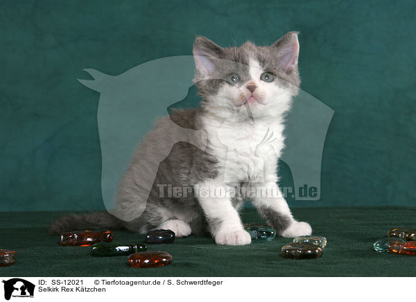Selkirk Rex Ktzchen / Selkirk Rex Kitten / SS-12021