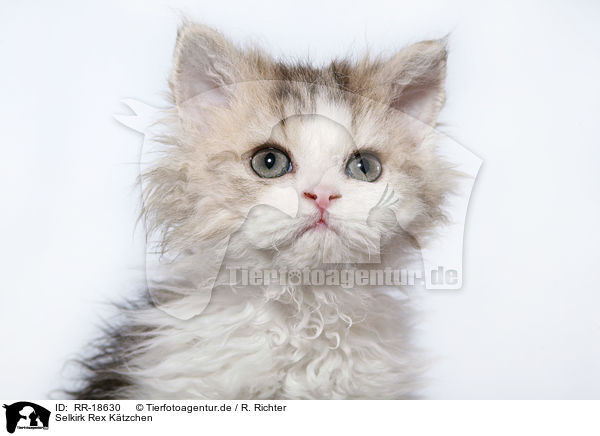 Selkirk Rex Ktzchen / Selkirk Rex Kitten / RR-18630