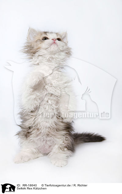 Selkirk Rex Ktzchen / Selkirk Rex Kitten / RR-18640