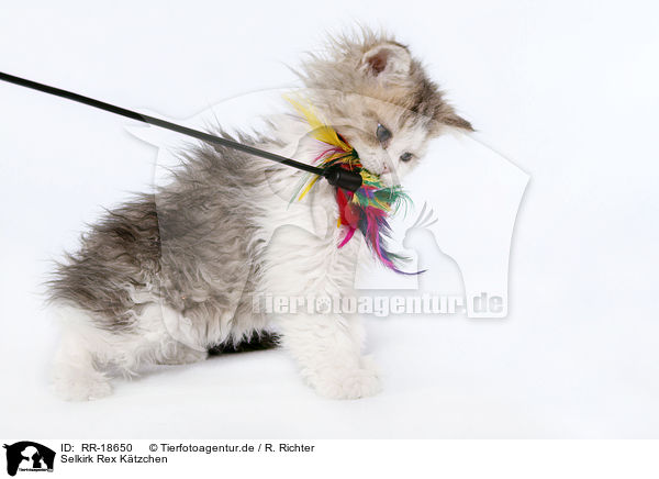 Selkirk Rex Ktzchen / Selkirk Rex Kitten / RR-18650
