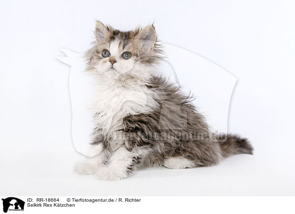 Selkirk Rex Ktzchen / RR-18664