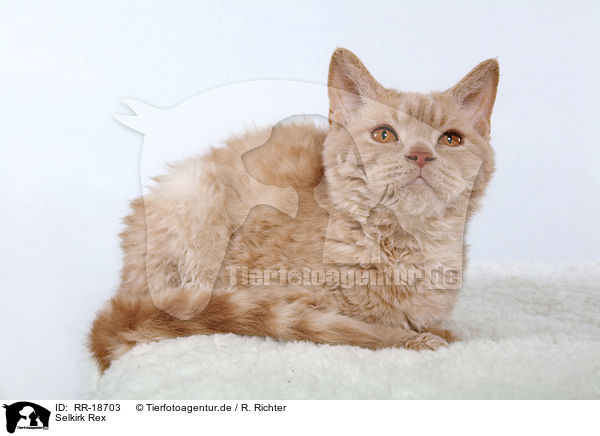 Selkirk Rex / Selkirk Rex / RR-18703