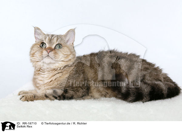 Selkirk Rex / Selkirk Rex / RR-18710