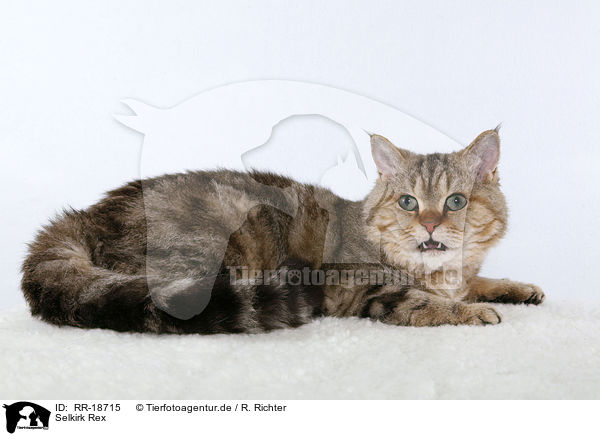 Selkirk Rex / Selkirk Rex / RR-18715