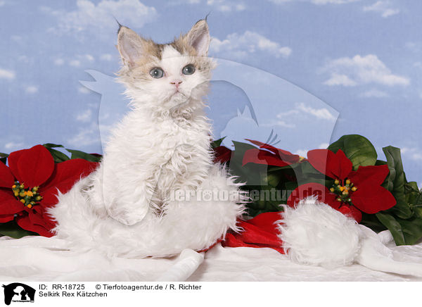 Selkirk Rex Ktzchen / Selkirk Rex Kitten / RR-18725
