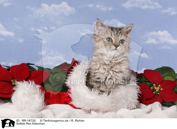 Selkirk Rex Ktzchen / Selkirk Rex Kitten / RR-18726