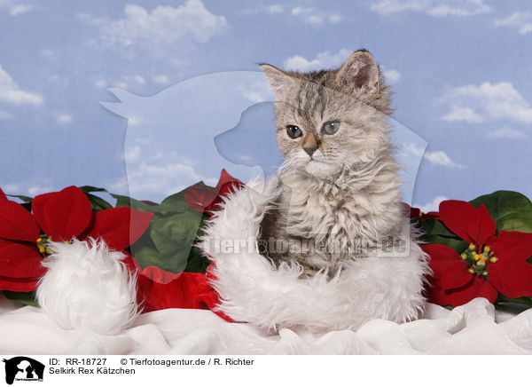 Selkirk Rex Ktzchen / Selkirk Rex Kitten / RR-18727